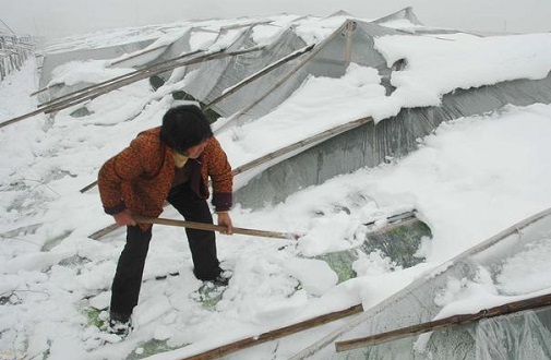 大雪压垮钢结构厂房，众多“二师兄”壮烈牺牲
